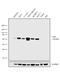 Yes Associated Protein 1 antibody, PA5-17609, Invitrogen Antibodies, Western Blot image 