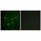AT-Rich Interaction Domain 1B antibody, A02556, Boster Biological Technology, Immunofluorescence image 