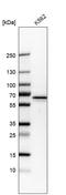 Pyruvate Kinase L/R antibody, HPA006653, Atlas Antibodies, Western Blot image 