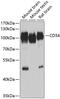 CD34 antibody, 15-272, ProSci, Western Blot image 