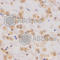 Histone Cluster 3 H3 antibody, A2366, ABclonal Technology, Immunohistochemistry paraffin image 