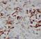 Protein Wnt-3a antibody, FNab09519, FineTest, Immunohistochemistry frozen image 