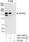 Zinc Finger Protein 592 antibody, A301-531A, Bethyl Labs, Immunoprecipitation image 