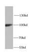Elongation factor G, mitochondrial antibody, FNab03430, FineTest, Western Blot image 