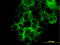 Laminin subunit beta-3 antibody, LS-C197599, Lifespan Biosciences, Immunofluorescence image 