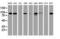 Dipeptidyl Peptidase 9 antibody, LS-B11155, Lifespan Biosciences, Western Blot image 