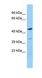 Bradykinin Receptor B1 antibody, orb331305, Biorbyt, Western Blot image 