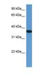 Melanophilin antibody, orb331049, Biorbyt, Western Blot image 