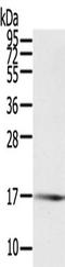 Protein-tyrosine phosphatase mitochondrial 1 antibody, TA350308, Origene, Western Blot image 
