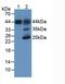 Hemojuvelin BMP Co-Receptor antibody, LS-C663702, Lifespan Biosciences, Western Blot image 