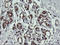 Zinc Finger C2HC-Type Containing 1A antibody, LS-C174208, Lifespan Biosciences, Immunohistochemistry paraffin image 