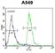 PARP1 Binding Protein antibody, abx025585, Abbexa, Western Blot image 