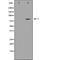 FA Complementation Group D2 antibody, orb228935, Biorbyt, Western Blot image 