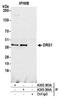 DRG1 antibody, A305-383A, Bethyl Labs, Immunoprecipitation image 