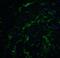 Quiescin Sulfhydryl Oxidase 1 antibody, 5583, ProSci, Immunofluorescence image 