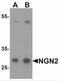 Neurogenin 2 antibody, NBP2-41195, Novus Biologicals, Western Blot image 