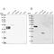 Sperm equatorial segment protein 1 antibody, NBP2-48994, Novus Biologicals, Western Blot image 