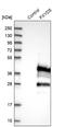 FXYD Domain Containing Ion Transport Regulator 5 antibody, NBP1-82486, Novus Biologicals, Western Blot image 