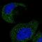 AKNA Domain Containing 1 antibody, NBP1-90705, Novus Biologicals, Immunocytochemistry image 