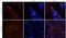 CD163 antibody, GTX35248, GeneTex, Immunohistochemistry frozen image 