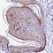 Cytoplasmic protein NCK2 antibody, HPA031004, Atlas Antibodies, Immunohistochemistry frozen image 