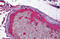 Fibrinogen Beta Chain antibody, MBS243394, MyBioSource, Immunohistochemistry frozen image 