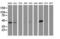 Cystathionine Gamma-Lyase antibody, LS-B10215, Lifespan Biosciences, Western Blot image 