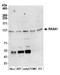 RAS P21 Protein Activator 1 antibody, A305-646A-M, Bethyl Labs, Western Blot image 