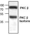 Protein kinase C beta type antibody, TA318911, Origene, Western Blot image 