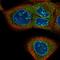 Protein CASC3 antibody, HPA050262, Atlas Antibodies, Immunofluorescence image 