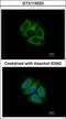 RUN And FYVE Domain Containing 1 antibody, GTX119223, GeneTex, Immunocytochemistry image 