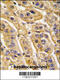 3-Hydroxyisobutyryl-CoA Hydrolase antibody, 62-907, ProSci, Immunohistochemistry paraffin image 