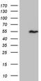 Sorting Nexin 4 antibody, TA811826, Origene, Western Blot image 