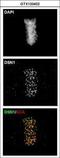 DSN1 Component Of MIS12 Kinetochore Complex antibody, GTX120402, GeneTex, Immunocytochemistry image 