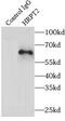 CDC73 antibody, FNab04013, FineTest, Immunoprecipitation image 