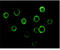 Bruton Tyrosine Kinase antibody, abx010634, Abbexa, Enzyme Linked Immunosorbent Assay image 