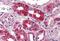 Neuropeptide S receptor antibody, MBS244822, MyBioSource, Immunohistochemistry paraffin image 