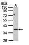 PRS-III antibody, orb69862, Biorbyt, Western Blot image 