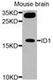 DNA-binding protein inhibitor ID-1 antibody, STJ110730, St John