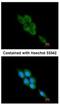 Calpain 1 antibody, NBP2-15671, Novus Biologicals, Immunofluorescence image 