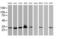 Bridging Integrator 3 antibody, MA5-25348, Invitrogen Antibodies, Western Blot image 