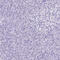 Corneodesmosin antibody, HPA044730, Atlas Antibodies, Immunohistochemistry frozen image 