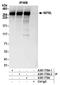 NIPBL Cohesin Loading Factor antibody, A301-778A, Bethyl Labs, Immunoprecipitation image 