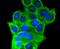 Insulin Receptor antibody, A00447-1, Boster Biological Technology, Immunocytochemistry image 