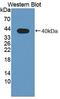 Phospholipid Scramblase 4 antibody, LS-C663431, Lifespan Biosciences, Western Blot image 