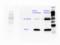 Superoxide Dismutase 1 antibody, abx104938, Abbexa, Enzyme Linked Immunosorbent Assay image 