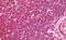 DnaJ Heat Shock Protein Family (Hsp40) Member A4 antibody, MBS249086, MyBioSource, Immunohistochemistry frozen image 