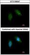 Calpain 5 antibody, LS-C185977, Lifespan Biosciences, Immunocytochemistry image 