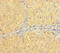 Histone H2A-Bbd type 1 antibody, LS-C395731, Lifespan Biosciences, Immunohistochemistry paraffin image 