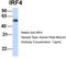 Interferon regulatory factor 4 antibody, TA335828, Origene, Western Blot image 